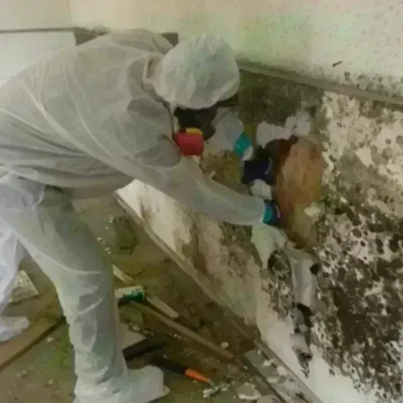 Mold Remediation and Removal in Muskegon Heights, MI